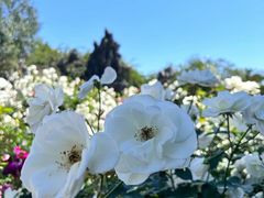 -人民公园(罗湖区)