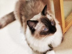 -猫在这儿猫咪咖啡馆·撸猫馆