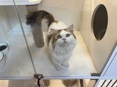 -十月米努特矮脚猫舍