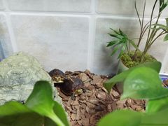-灵龟之家百象馆(百象馆联合旗舰店)