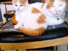 -平行世界·猫咖(首经贸店)