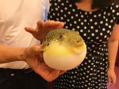 -长顺河豚馆(江洲东路)