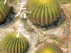 -亚龙湾国际玫瑰谷