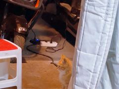 -黔御金丰秘制烤粉