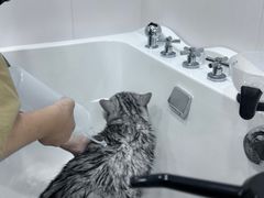 -爱洗澡的猫(天河路店)