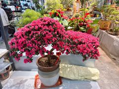 -大自然花鸟鱼虫市场