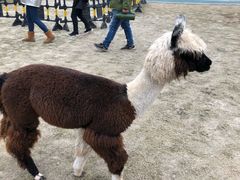 -黄龙溪欢乐田园