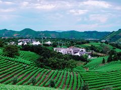 -帐篷客·溪龙茶谷度假酒店