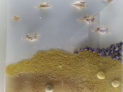 -贝壳王国博物馆