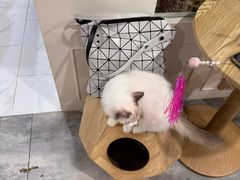 -楼上猫咖(罗湖店)