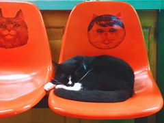 -猫咪博物馆(顶澳仔猫街店)