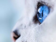 -70cat德文卷毛猫·缅因猫纯种猫舍