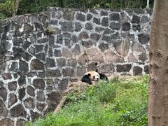 -都江堰中华大熊猫苑