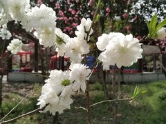 -南汇桃花村