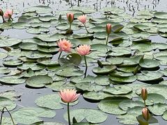 -白鹭湾湿地公园