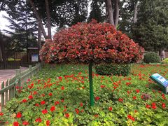 -黄村公园