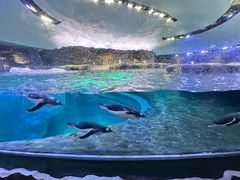 -新加坡飞禽公园