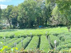 -野蔓果·山野菜(西湖景区·龙井茶田店)