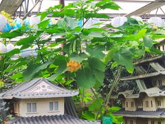 -南宫五洲植物乐园