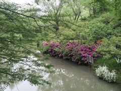 -青枫公园