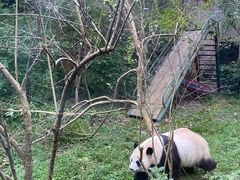-成都动物园