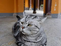 -龙华素斋(龙华路店)