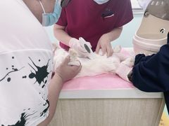 -北京观赏动物医院·24小时大型综合·猫专科·异宠专科