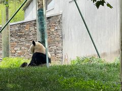 -卧龙中华大熊猫苑神树坪基地
