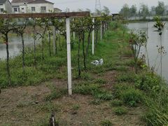 android_upload_pic-同銮特种养殖场·龙虾垂钓