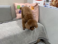 -安安宠医宠物医院·异宠·犬猫内科(岳阳分院)