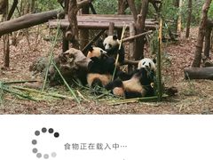 -成都大熊猫繁育研究基地