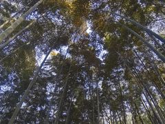 -上海佘山国家森林公园天马山园