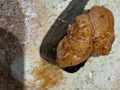 -荣一代目OMAKASE板前料理
