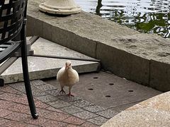 -茵特拉根酒店·西餐厅