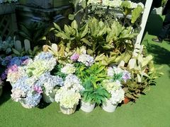 -苏小糖(鼓浪屿三丘田花园店)