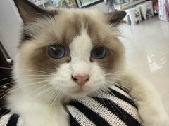 -翊宠yipet猫狗购宠庄园犬舍•猫舍