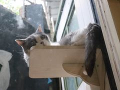 -猫咪博物馆(顶澳仔猫街店)