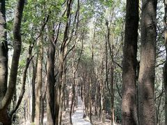 -火炉山森林公园