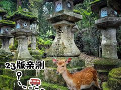 -奈良公园