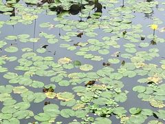 -五缘湾湿地公园