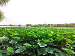 -长春市南湖公园