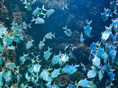-海合安青岛极地海洋公园