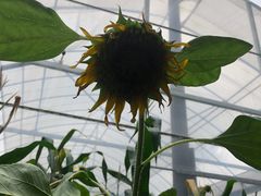 -马陆小张葡萄园农家乐