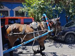 -伊犁老城喀赞其民俗旅游区