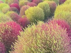 -春花秋色城市公园