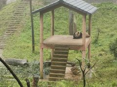 -中国大熊猫保护研究中心雅安碧峰峡基地