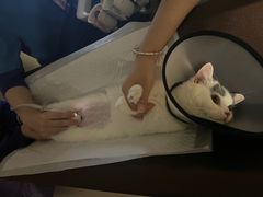 -萌兽医馆·犬猫专科·眼科中心·宠物医院(朝阳门分院)