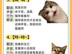 -瑞鹏宠物医院·骨外科·心肾科·肿瘤科(九亭店)