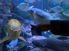 -上海海洋水族馆