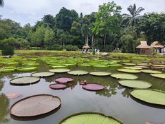 -中国科学院西双版纳热带植物园